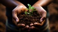 Nurturing hands holding a budding sprout in soil