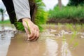 Nurturing the Land Young Farmer Hands Planting Rice Seedlings in Water Soaked Fields Royalty Free Stock Photo