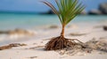 Nurturing Life: Macro Photo of a Palm Sapling on a Caribbean Beach Royalty Free Stock Photo