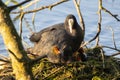 Nurturing Moments: Eurasian Coot with Chicks at Lakeside Nest Royalty Free Stock Photo