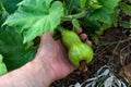 Nurturing Nature's Beauty: Farmer's Hand and Ornamental Pumpkin