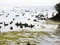 Nusa Ceningan sea weed collectors Royalty Free Stock Photo