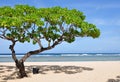 Nusa Dua Beach Tree Royalty Free Stock Photo
