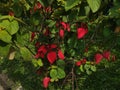 Nusa Indah Flowers, bright red