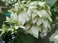 Nusa Indah Putih is a shrub belonging to the Rubiaceae or coffee family.