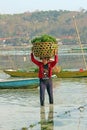 Nusa Lembongan, Bali, Indonesia - November 1, 2023: A farmer holds a basket of harvested seaweed on his head in the morning