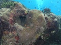 Beautiful Underwater Life In Nusa Lembongan, Bali, Indonesia.