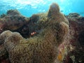 Beautiful Underwater Life In Nusa Lembongan, Bali, Indonesia. Royalty Free Stock Photo