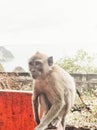 Nusa Penida Bali Klingking Beach monkey