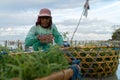 Nusa Penida,Bali-Sept 04 2021: A seaweed farmer in Nusa Penida Bali is harvesting his seaweed cages on a cloudy afternoon. Grass Royalty Free Stock Photo