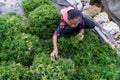 Nusa Penida,Bali-Sept 04 2021: A seaweed farmer in Nusa Penida Bali is harvesting his seaweed cages on a cloudy afternoon. Grass Royalty Free Stock Photo