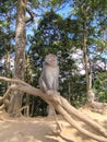 Nusantara Nature - Monkey in a Bali Forest