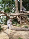 Nusantara Nature - Monkey in a Bali Forest