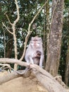 Nusantara Nature - Monkey Daily life at Bali Forest