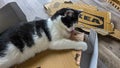 Nussdorf, Uberlingen, Germany - October 5, 2025. The fluffy black and white cat plays among the Ikea packaging. Royalty Free Stock Photo