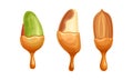 Nut as Edible Seed with Dripping Chocolate or Caramel Melting Liquid Vector Set