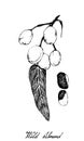 Hand Drawn of Wild Almond or Irvingia Malayana