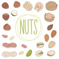 Nut collection. Walnuts, almonds, pistachios, peanuts, hazelnuts. Set of vector hand drawn nuts, shelled and whole.