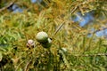 Cypress Tree Nut