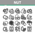 Nut Food Different Collection Icons Set Vector