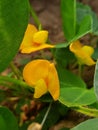 Nut flower in a field