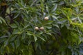 Nut fruits Aesculus glabra Royalty Free Stock Photo