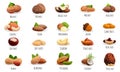 Nut icon set, cartoon style Royalty Free Stock Photo