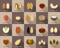 Nut icon set, flat style Royalty Free Stock Photo