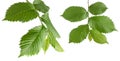 Nut leaf. Hazelnut green fresh branch with foliage isolated on white background Royalty Free Stock Photo