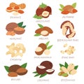 Nut nutshell of hazelnut or walnut and almond nuts set nutrition with cashew peanut and chestnuts nutmeg illustration