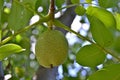 Nut orchard Royalty Free Stock Photo