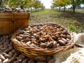 Nut producers, pecan variety, first harvest of the year. Walnut trees