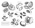 Vector collection of hand drawn seeds and nuts sketches. Walnut, hazelnut, almond, chestnut, pine nut, sunflower, pumpkin, flax se