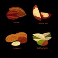 Nut set. Ripe nuts and seeds vector illustration.