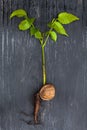 Nut sprout on a wooden background