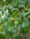 Nut tree on the branches of which grow young green nuts Royalty Free Stock Photo