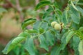 Nut tree on the branches of which grow young green nuts Royalty Free Stock Photo
