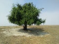 A nut tree Stand alone