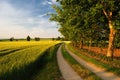 Walnut trees on a road through farmfields Royalty Free Stock Photo
