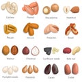 Nut types signed names mockup set, realistic style Royalty Free Stock Photo