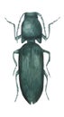 Nutcracker beetle in watercolor isolated on white background, ideas for zoological book illustration, for cards, stickers.