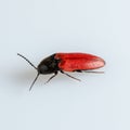 Nutcracker beetle on white background Royalty Free Stock Photo