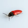 Nutcracker beetle on white background Royalty Free Stock Photo