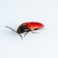 Nutcracker beetle on white background Royalty Free Stock Photo