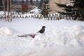 Nutcracker bird is sitting on a snowy yard among the pine nuts. Royalty Free Stock Photo