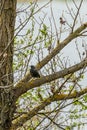 Nutcracker on the tree branches Royalty Free Stock Photo