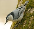 Nuthatch 01 Royalty Free Stock Photo