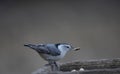 Nuthatch Finding the Peanuts Hard To Resist