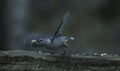 Nuthatch Getting ready For Take Off