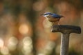 Nuthatch